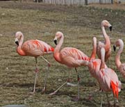 Picture/image of Chilean Flamingo