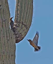 Picture/image of Gila Woodpecker