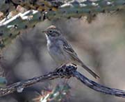 Brewer's Sparrow