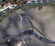 Picture/image of Brewer's Sparrow