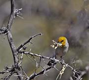 Picture/image of Verdin