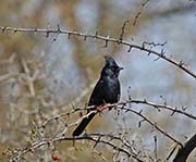 Picture/image of Phainopepla