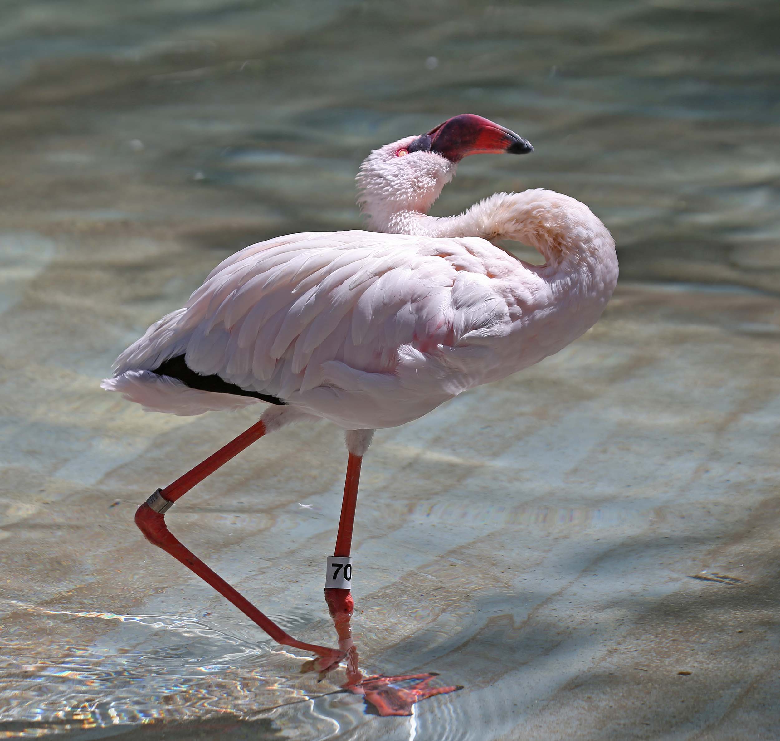 Pictures and information on Lesser Flamingo