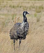 Picture/image of Emu