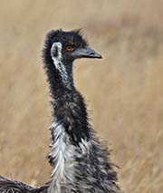 Picture/image of Emu