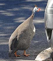 Picture/image of Helmeted Guineafowl