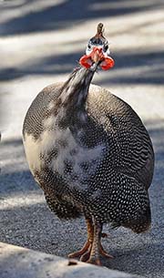 Picture/image of Helmeted Guineafowl