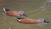 Picture/image of Red Shoveler
