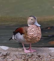 Picture/image of Ringed Teal