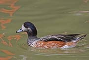 Picture/image of Chiloe Wigeon