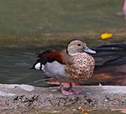Picture/image of Ringed Teal