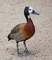 Picture/image of White-faced Whistling Duck