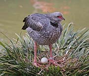 Picture/image of Southern Screamer