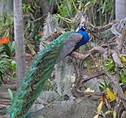 Picture/image of Indian Peafowl