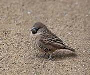 Picture/image of Sociable Weaver