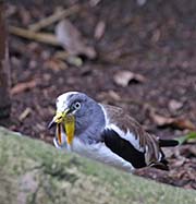 Picture/image of White-headed Lapwing
