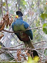 Great Blue Turaco