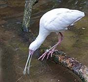 Picture/image of African Spoonbill