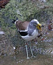 Picture/image of White-headed Lapwing