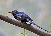 Picture/image of Green Woodhoopoe