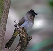 Picture/image of Common Bulbul