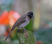 Picture/image of Common Bulbul