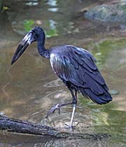 Picture/image of African Openbill