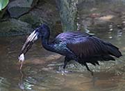 Picture/image of African Openbill