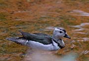 Picture/image of Cotton Pygmy-goose