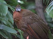 Picture/image of Great Argus