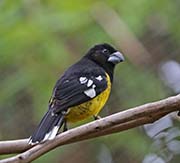 Picture/image of Black-backed Grosbeak