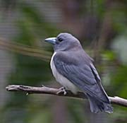 Picture/image of White-breasted Woodswallow