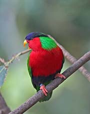 Picture/image of Collared Lory