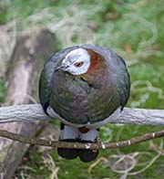 Picture/image of White-bellied Imperial Pigeon