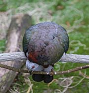 Picture/image of White-bellied Imperial Pigeon