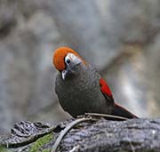 Picture/image of Red-tailed Laughingthrush