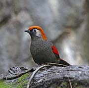 Picture/image of Red-tailed Laughingthrush
