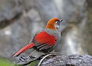 Picture/image of Red-tailed Laughingthrush