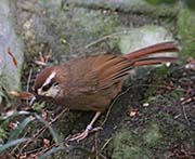 Picture/image of White-browed Laughingthrush