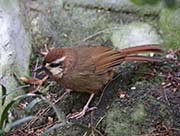 Picture/image of White-browed Laughingthrush