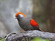 Picture/image of Red-tailed Laughingthrush