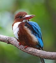 Picture/image of White-throated Kingfisher