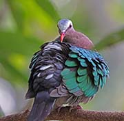 Picture/image of Common Emerald Dove