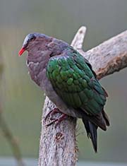 Picture/image of Common Emerald Dove