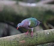 Picture/image of Common Emerald Dove