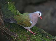 Picture/image of Common Emerald Dove