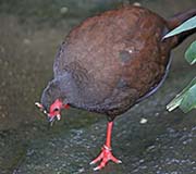 Picture/image of Edwards's Pheasant