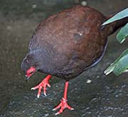 Picture/image of Edwards's Pheasant