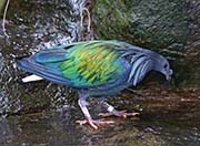 Picture/image of Nicobar Pigeon