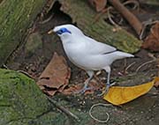 Picture/image of Bali Myna